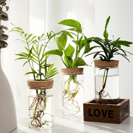 1pc, Hydroponics Plants Desktop Glass Planter Vase For Home