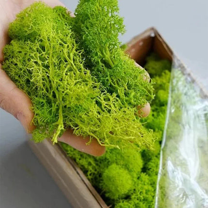 Artificial Green Plants Mini Landscape Eternal Life Moss Grass Fake