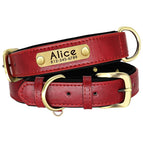 XS / Red Collar