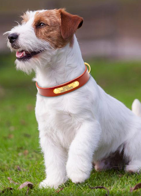 Personalized Dog ID Collar Genuine Leather Small Medium Dogs Cat