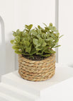 10-11cm / Plant 03