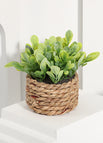 10-11cm / Plant 02