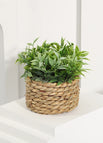 10-11cm / Plant 01