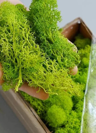 Artificial Green Plants Mini Landscape Eternal Life Moss Grass Fake