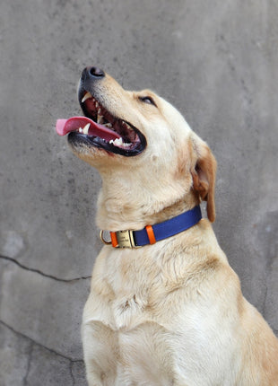 Personalized Nylon Dog Collar Durable Real Leather Customized Id