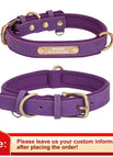 XS / Purple Collar