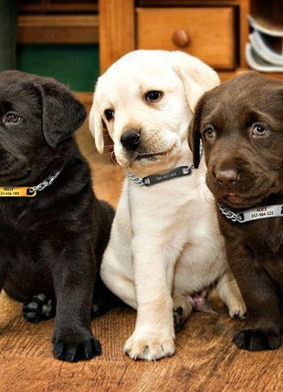 Dog Collar Personalized Small Dogs | Collar Pet Name Small Dog - Cat