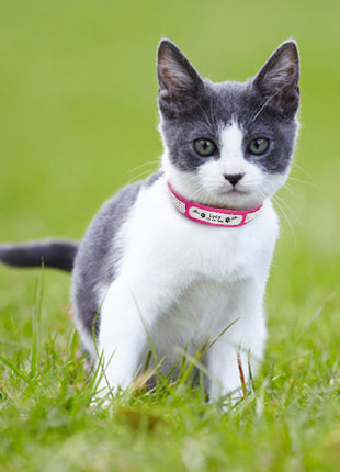 Leather Cat Collar Personalized Cat Collar For Puppy Small Dogs Pet